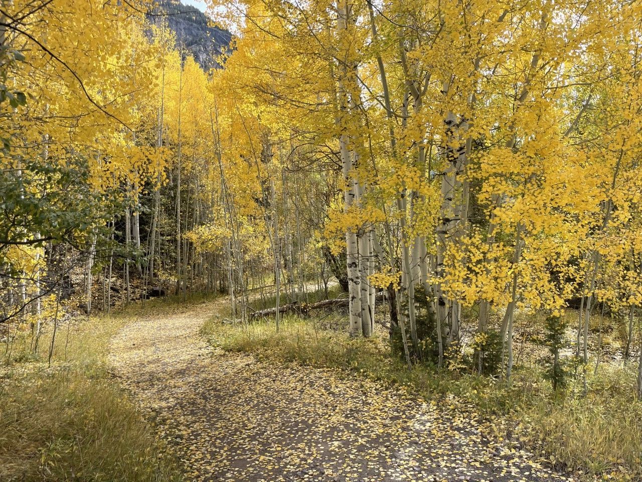 Fall foliage along the Uncompahgre River — Ouray Colorado